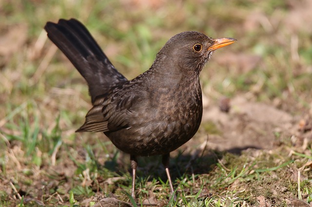 Amsel
