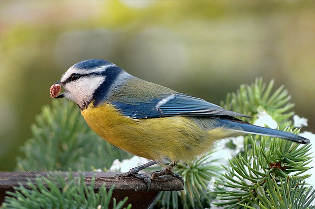 Blaumeise