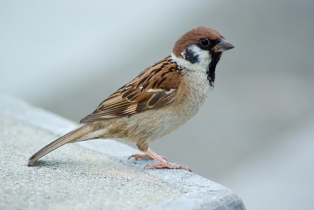 Haussperling