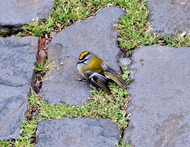 Sommergoldhähnchen